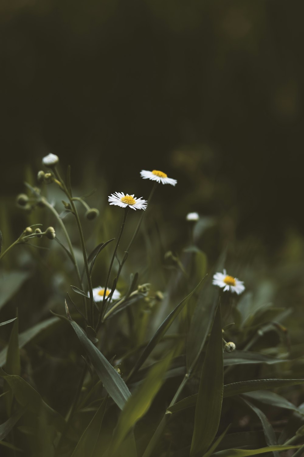 white daisy flowers in bloom during daytime