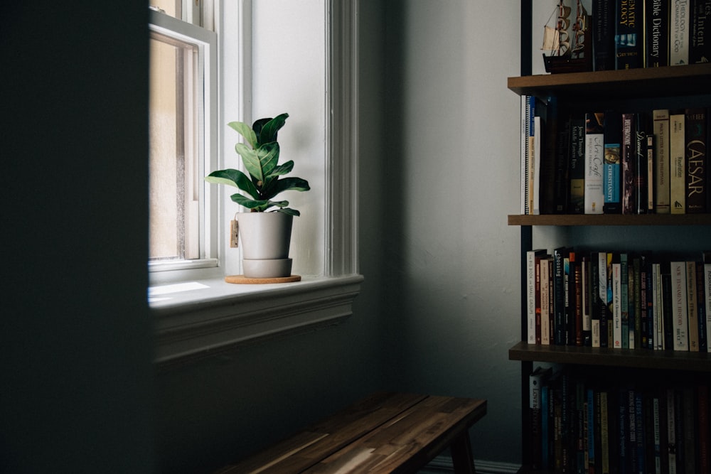 planta verde no vaso de cerâmica branco