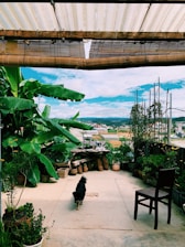 A small black dog walks on a patio surrounded by lush green plants in pots. A rustic wooden chair is positioned to one side under the partial shade of bamboo blinds. The expansive view includes a landscape of fields and distant buildings under a bright, cloudy sky.