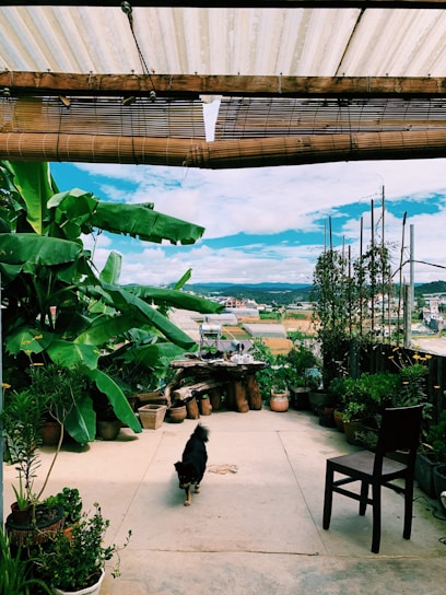 A small black dog walks on a patio surrounded by lush green plants in pots. A rustic wooden chair is positioned to one side under the partial shade of bamboo blinds. The expansive view includes a landscape of fields and distant buildings under a bright, cloudy sky.
