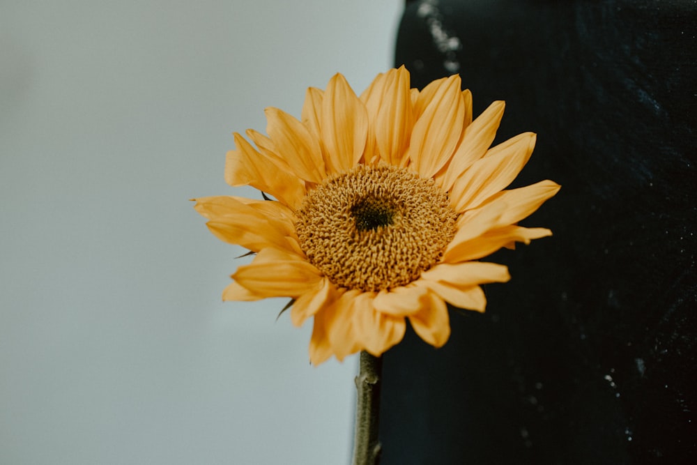 Girasol amarillo en fotografía de primer plano