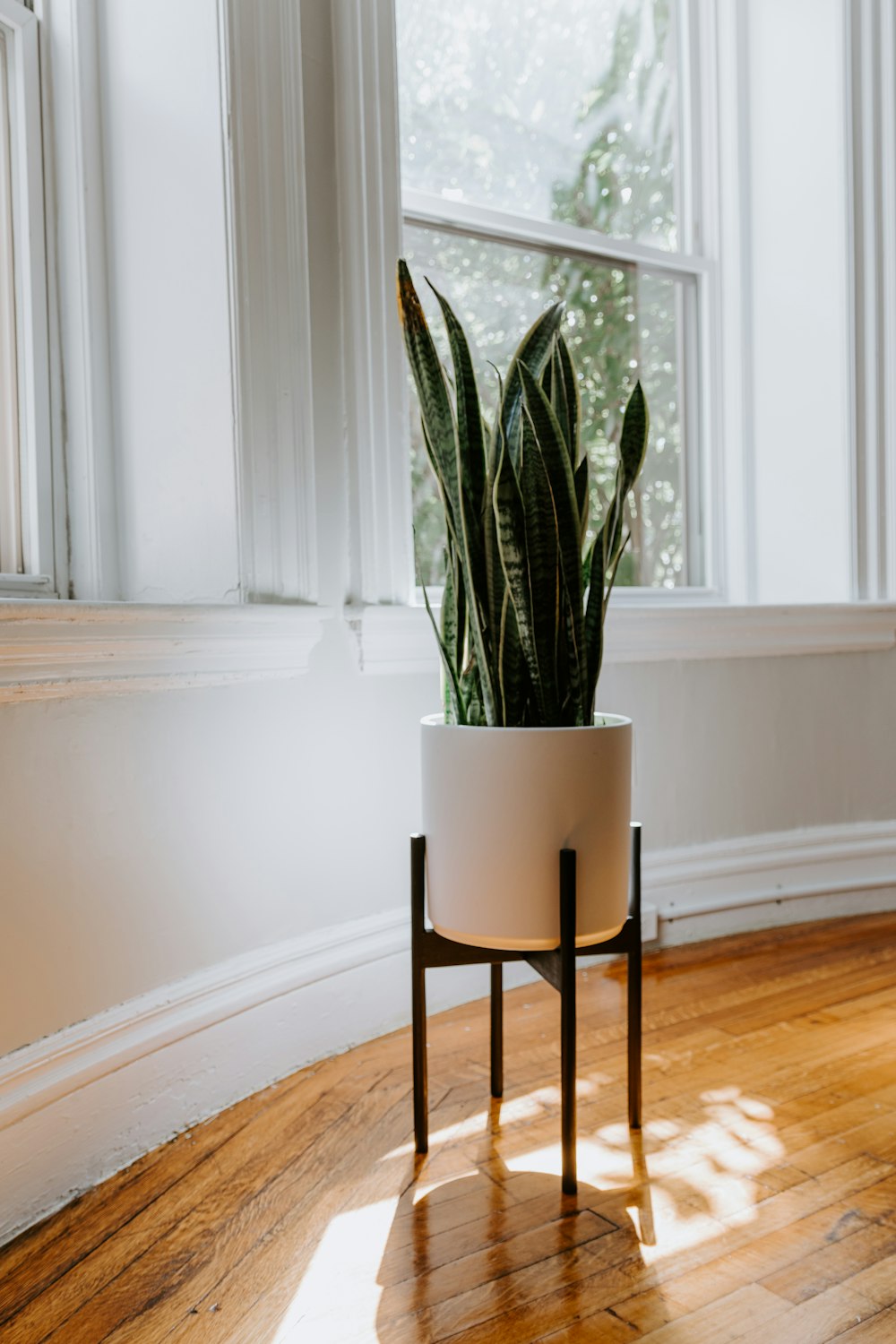 green potted plant on brown wooden seat