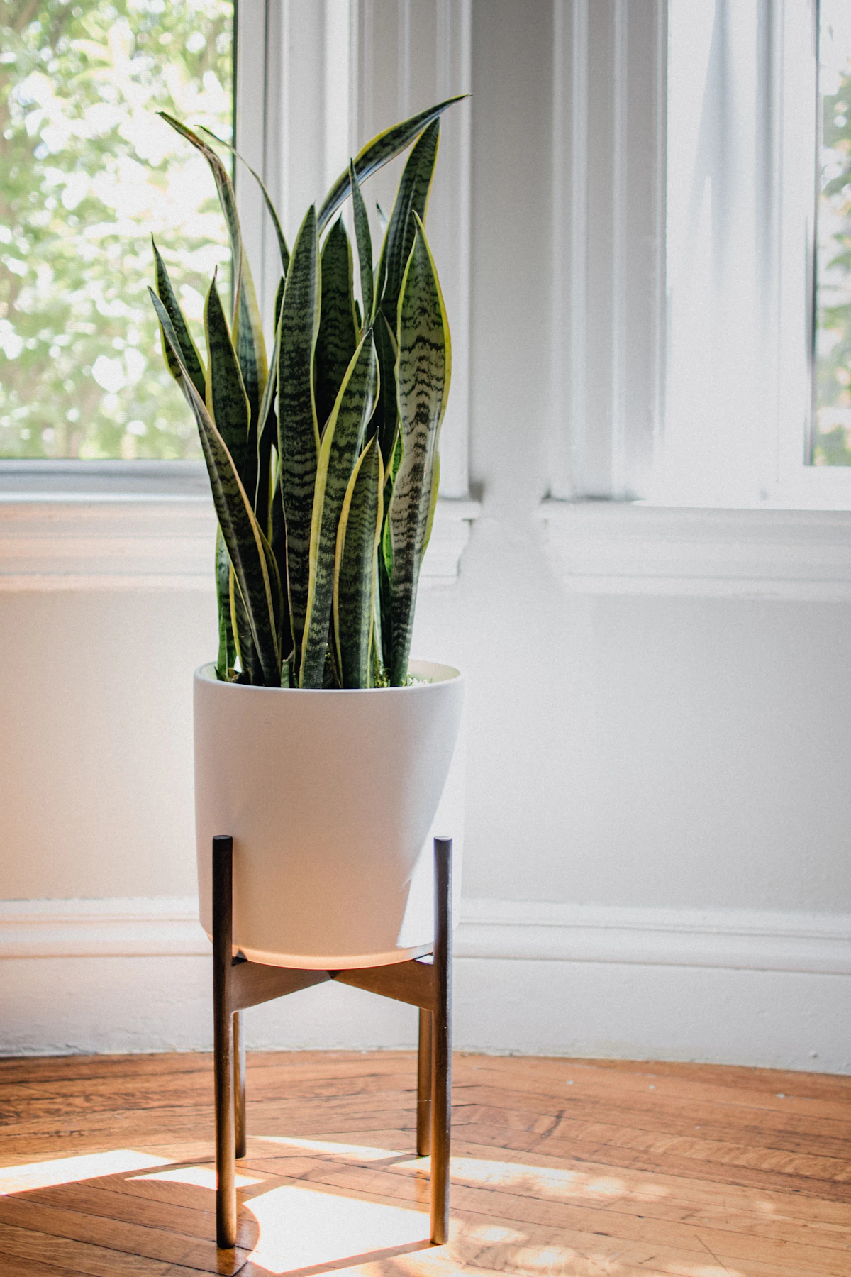 A tall snake plant against a soft wall, its upright blades standing like a threshold guardian