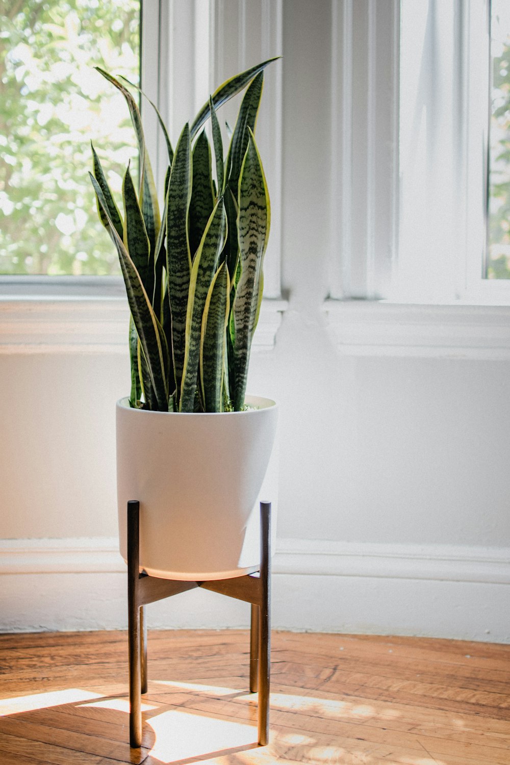 plante de serpent vert sur pot en céramique blanche