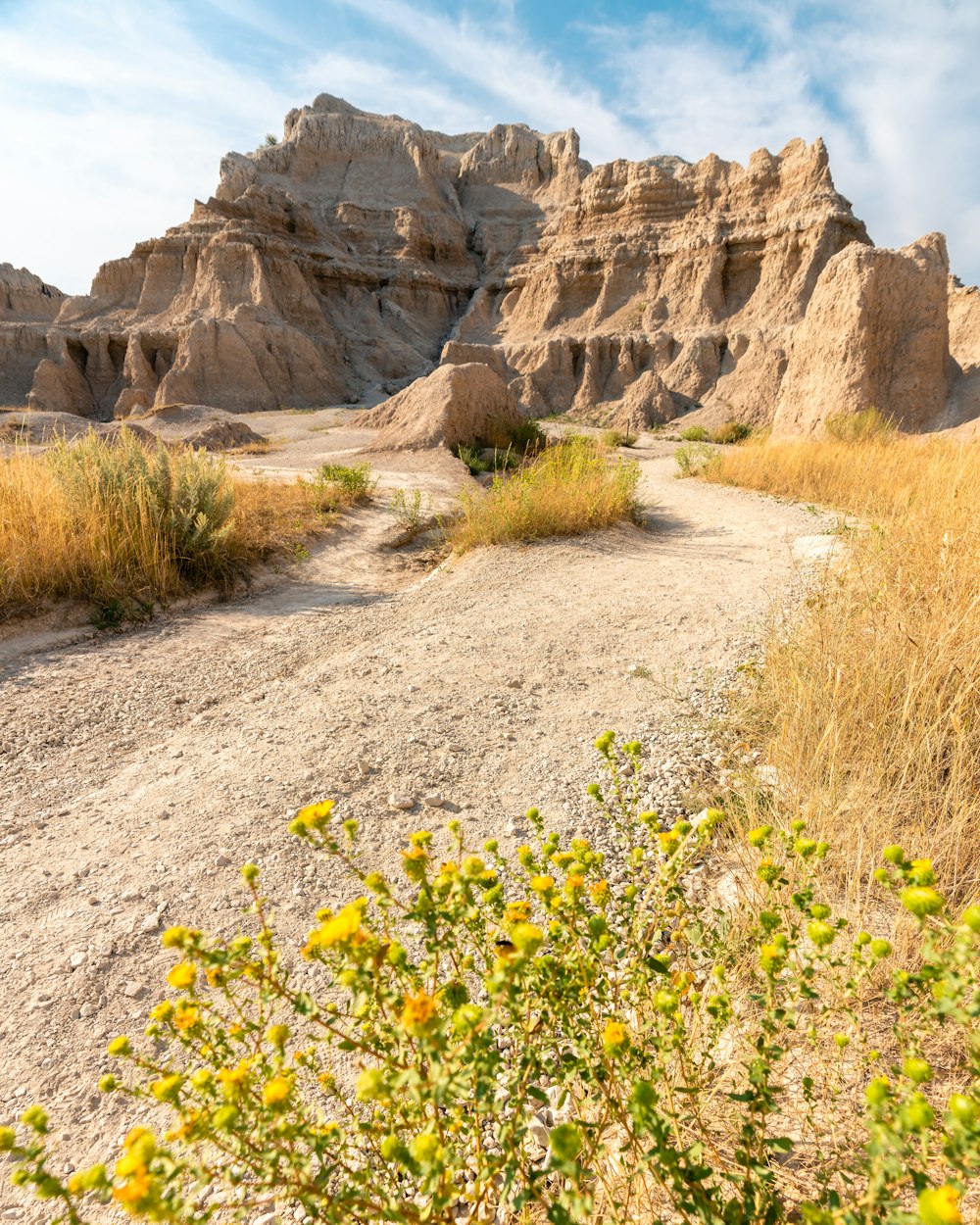 yellow flowers on brown dirt road