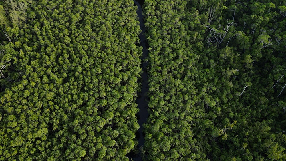 green trees in close up photography