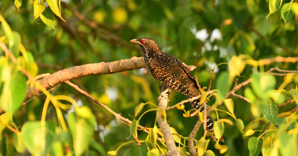 oiseau brun et blanc sur la branche de l’arbre pendant la journée