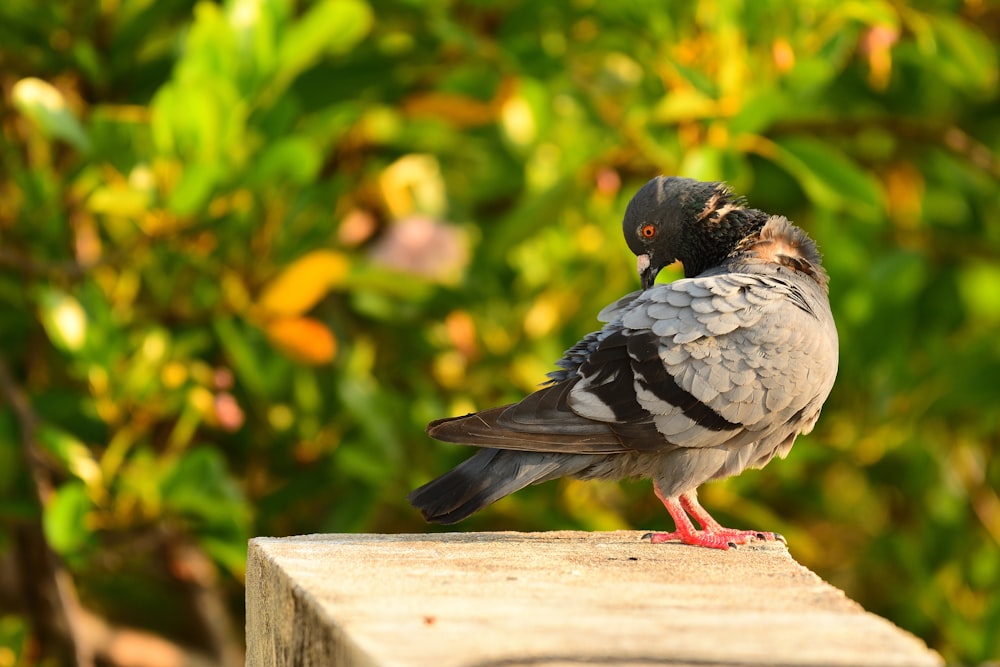 black and white bird on brown wooden fence during daytime