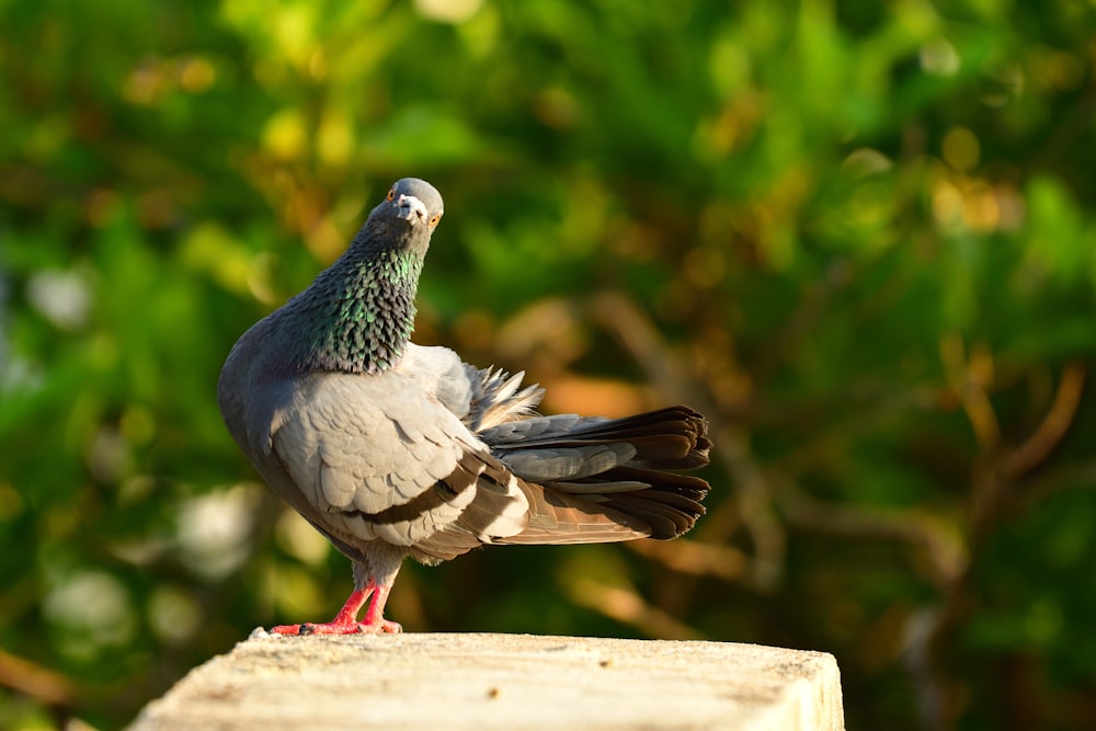 grey and white bird on brown wooden fence during daytime