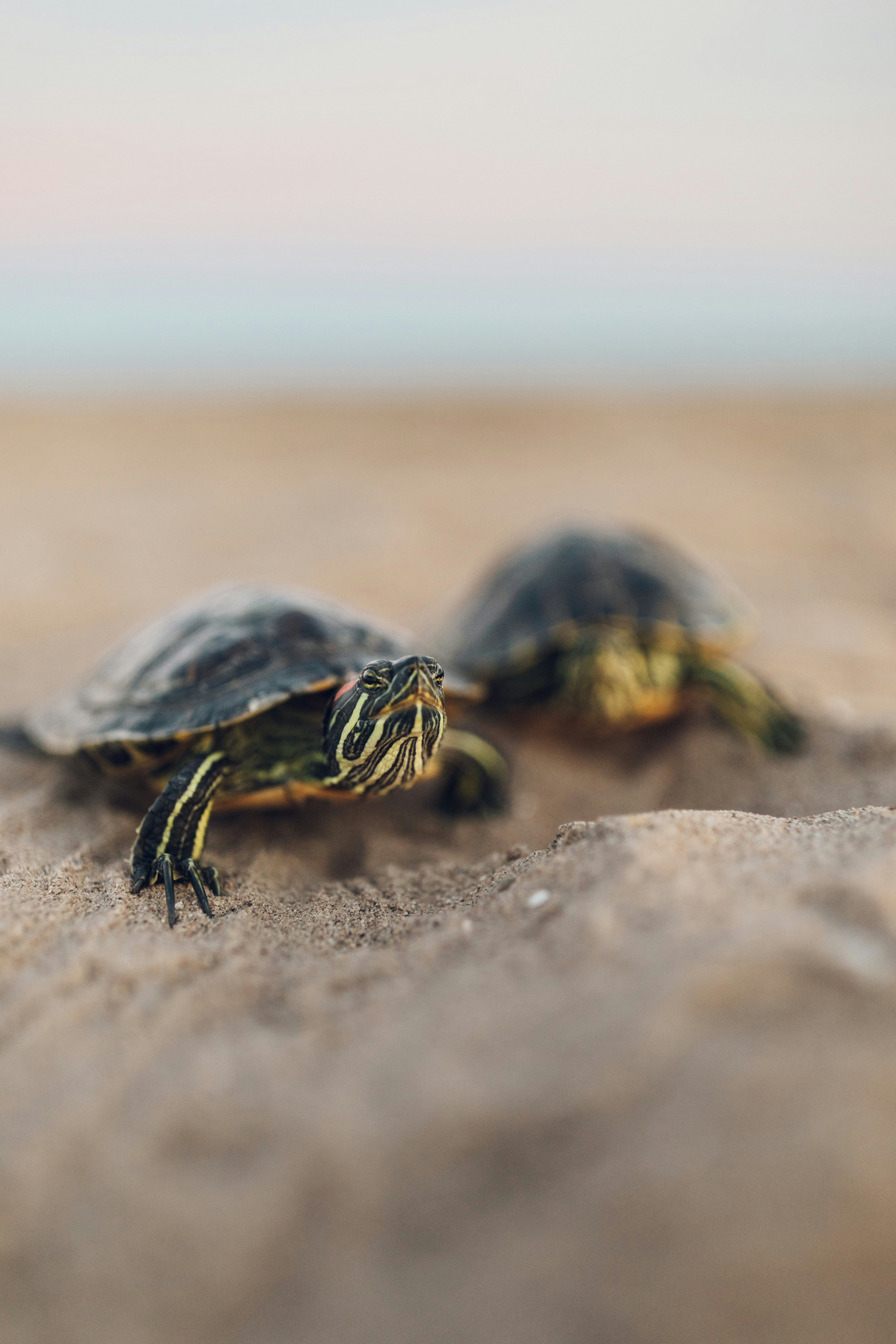 Photo by brittneyweng