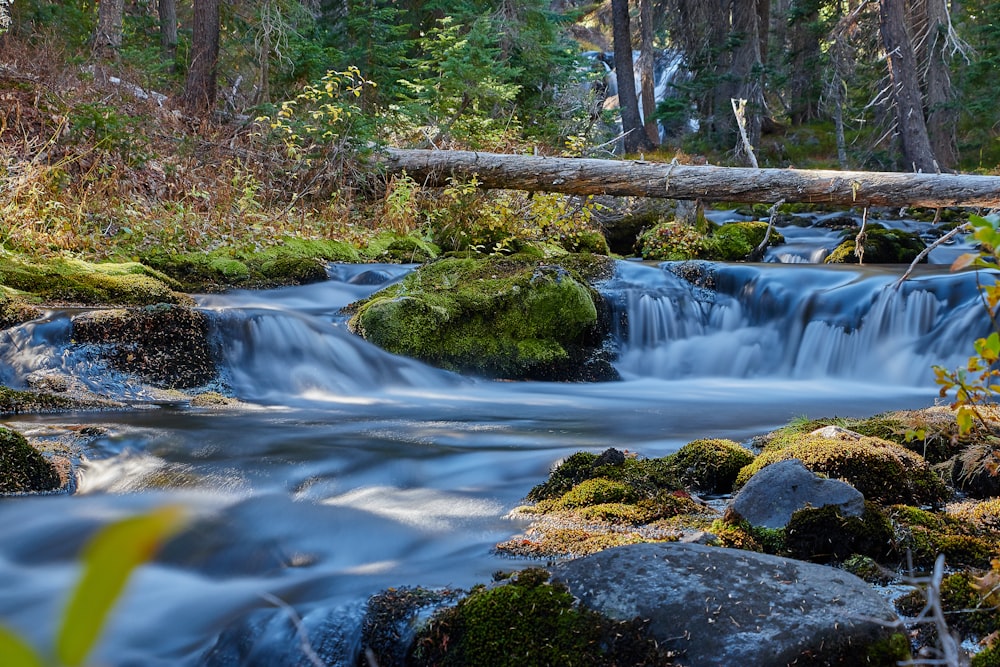 green moss on brown tree trunk near river during daytime