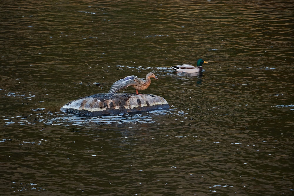 brown duck on water during daytime