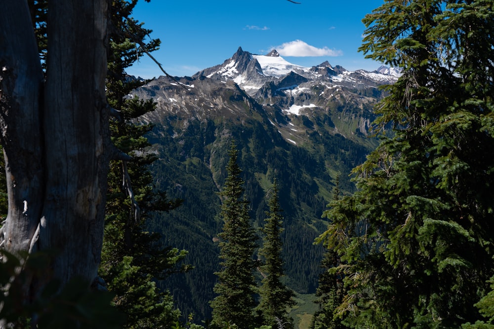 green trees near snow covered mountain under blue sky during daytime