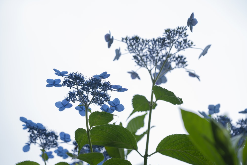 blue flowers with green leaves