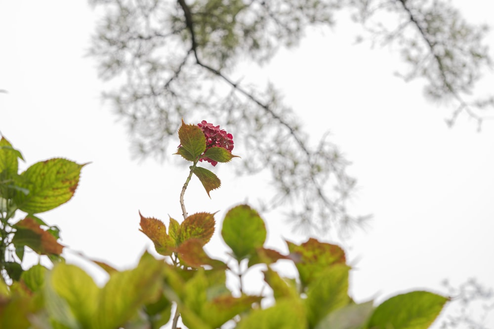 green and red leaves during daytime