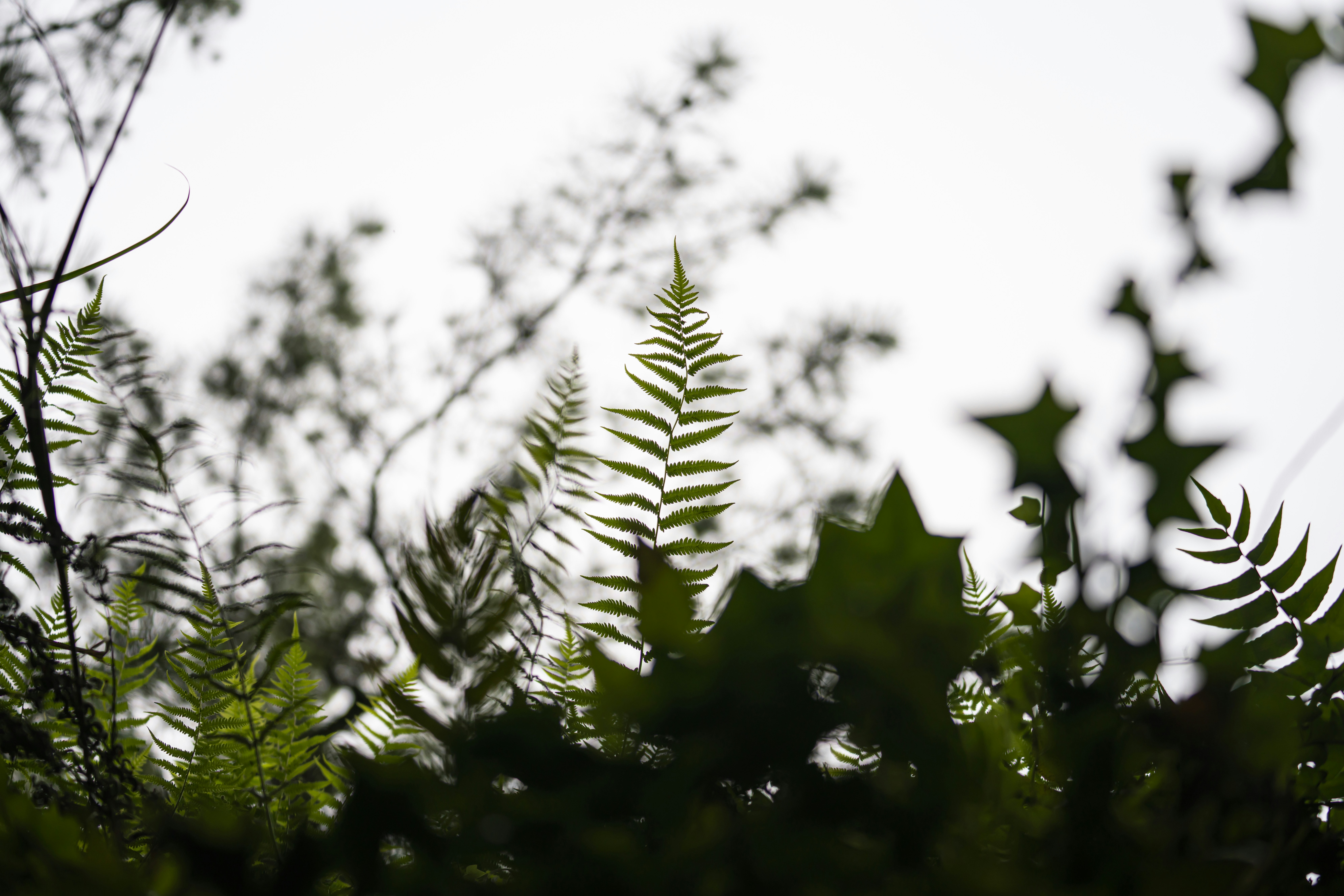 a close up of a leafy plant with a sky background