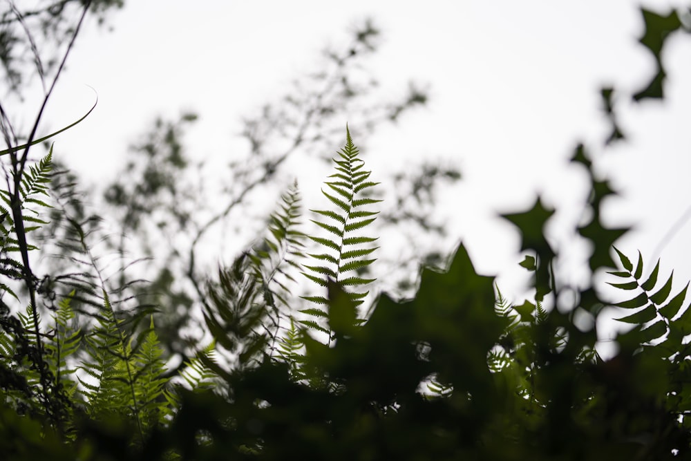 a close up of a leafy plant with a sky background