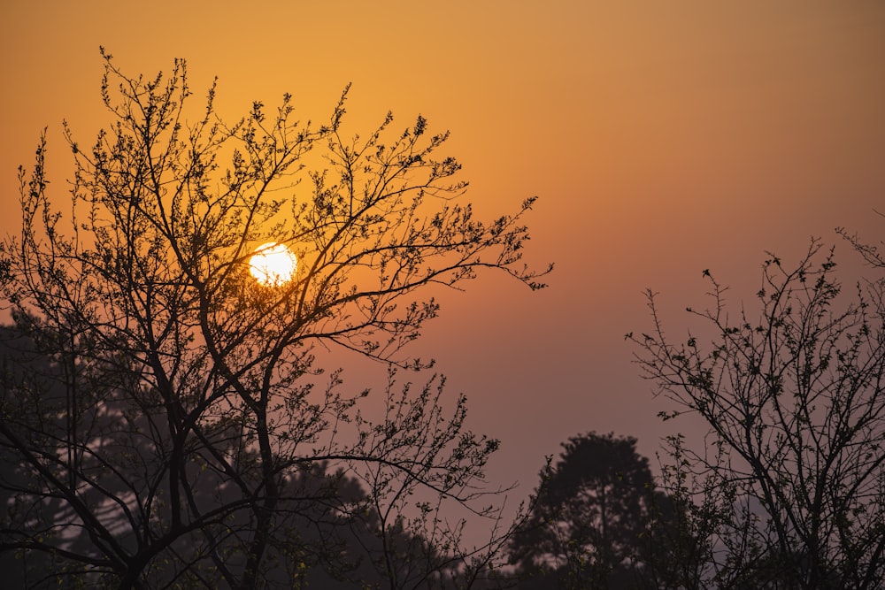 silhouette of trees during sunset