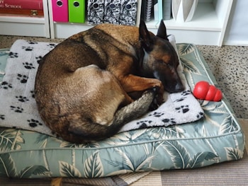 A dog with a brown and black coat is curled up and asleep on a cushioned dog bed. The bed has a white and black paw print blanket on top. Nearby, there is a red rubber toy shaped like a cone.