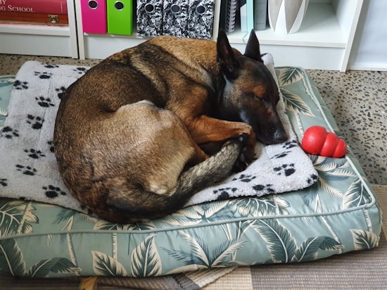 A dog with a brown and black coat is curled up and asleep on a cushioned dog bed. The bed has a white and black paw print blanket on top. Nearby, there is a red rubber toy shaped like a cone.
