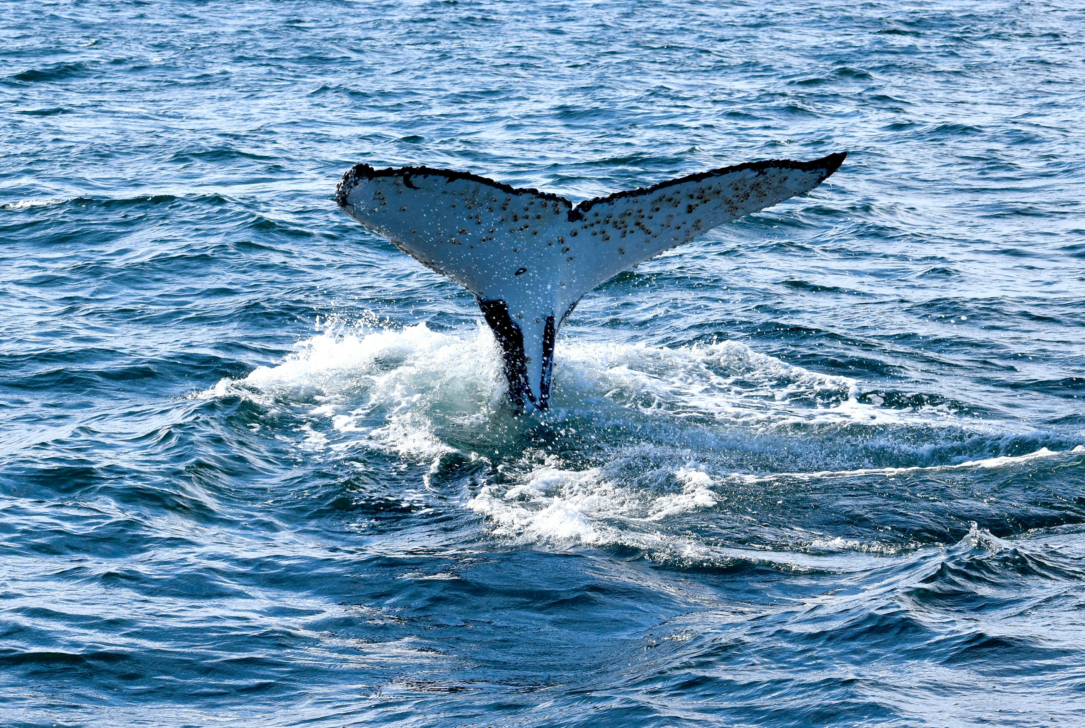 Bitcoin price at ‘critical’ point as whale moves $348M BTC to exchanges