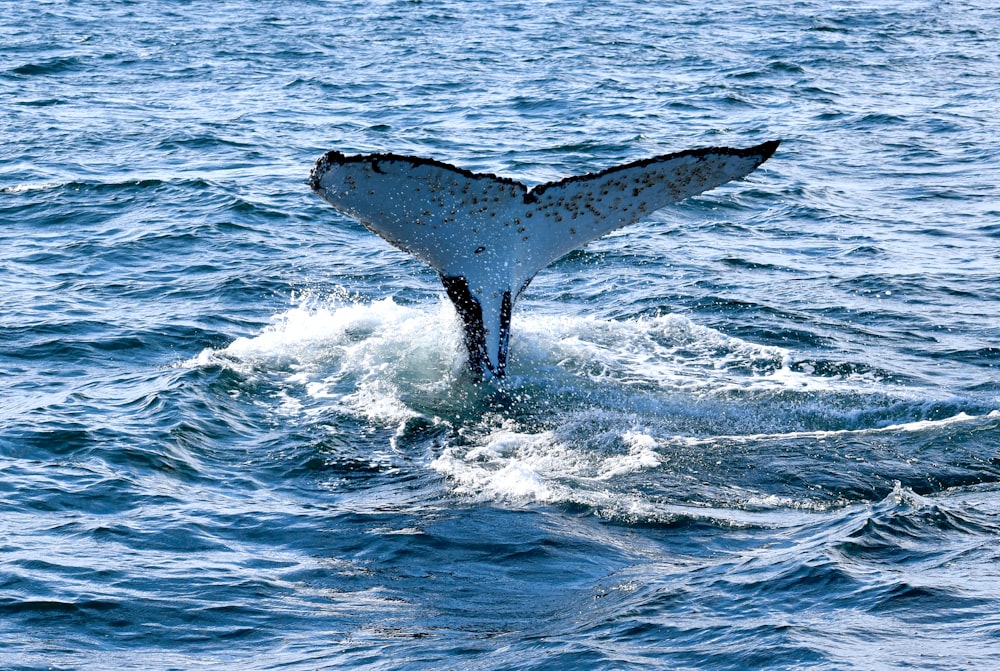 昼間の青い海に浮かぶクジラの尾