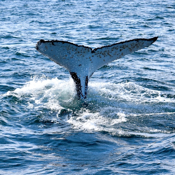 whale tail on blue sea during daytime