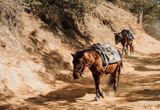 brown horse on brown sand during daytime in Paro Bhutan