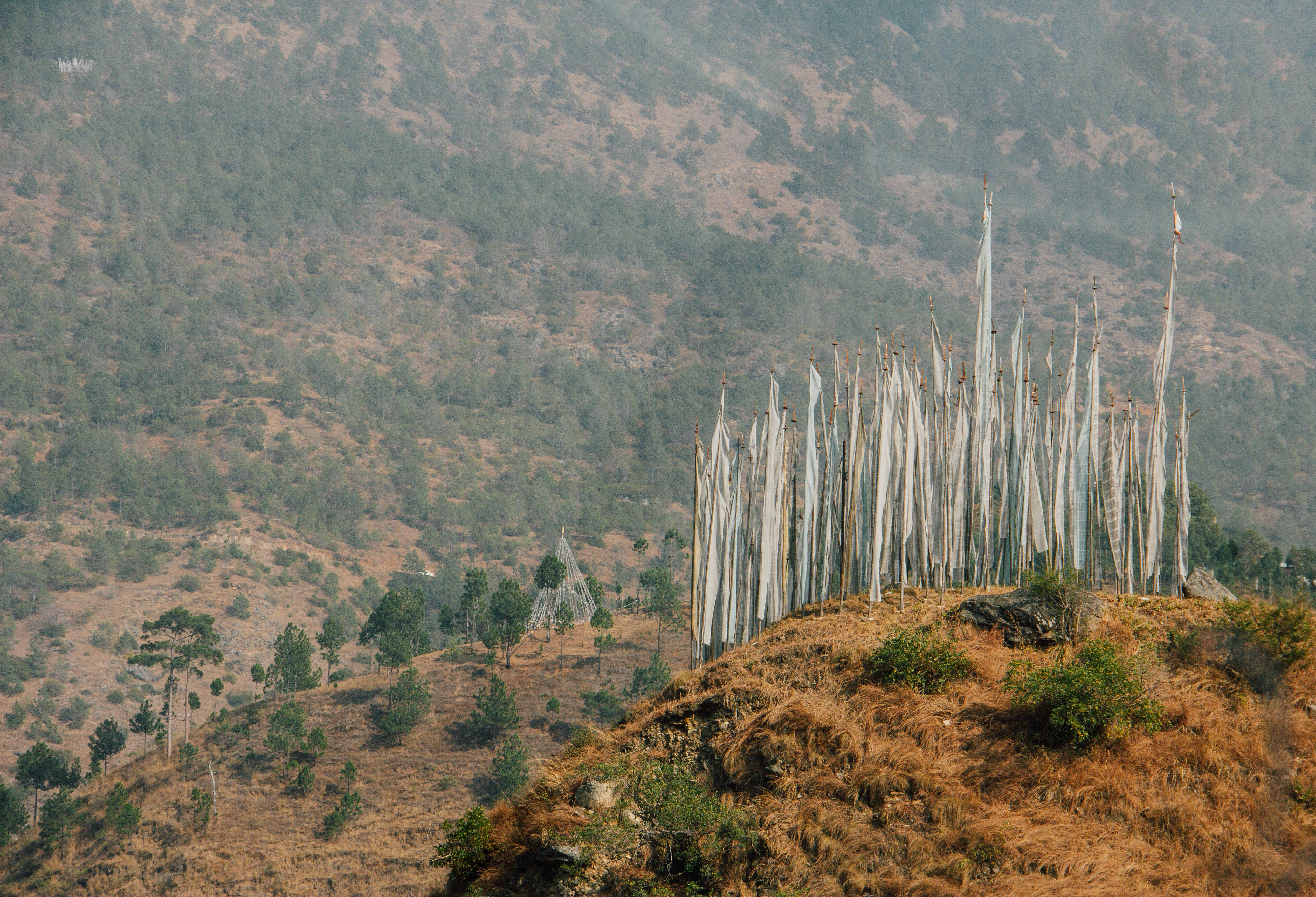 green trees on brown mountain during daytime