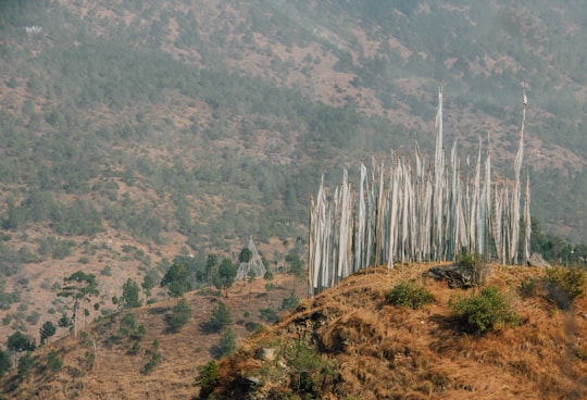 green trees on brown mountain during daytime in Paro Bhutan