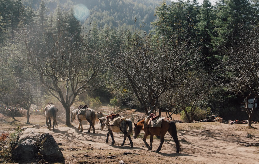 herd of horses on brown field during daytime