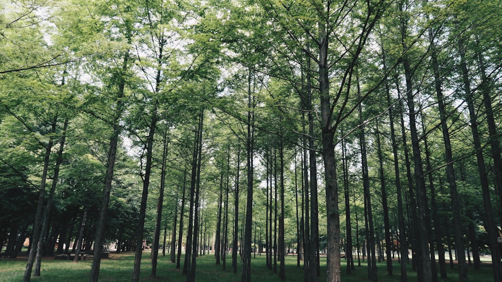 alberi verdi su campo di erba verde durante il giorno
