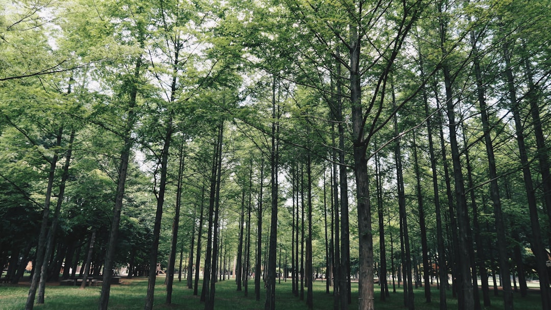 Forest photo spot Nami Island Seoul