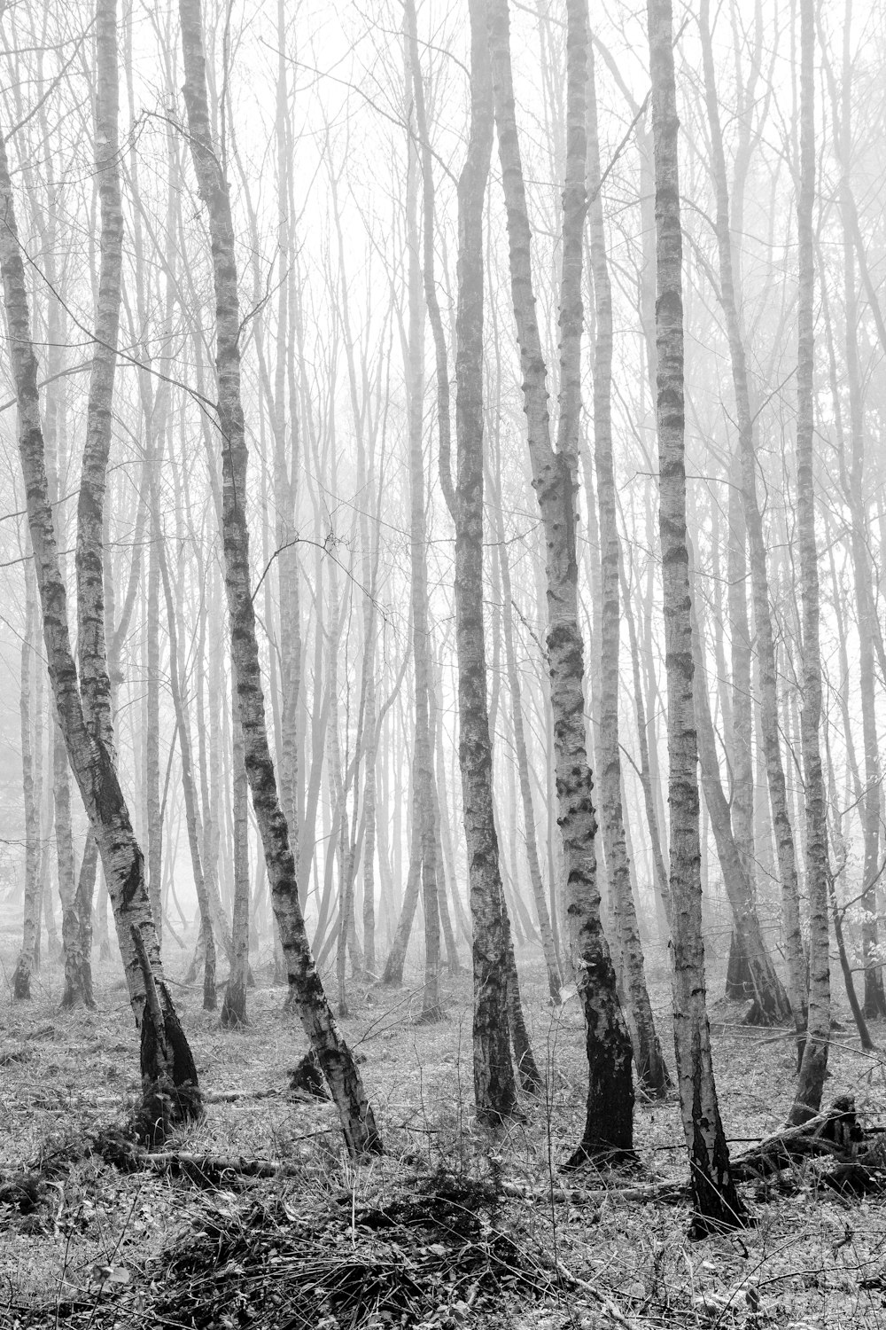 숲에 있는 나무의 그레이스케일 사진