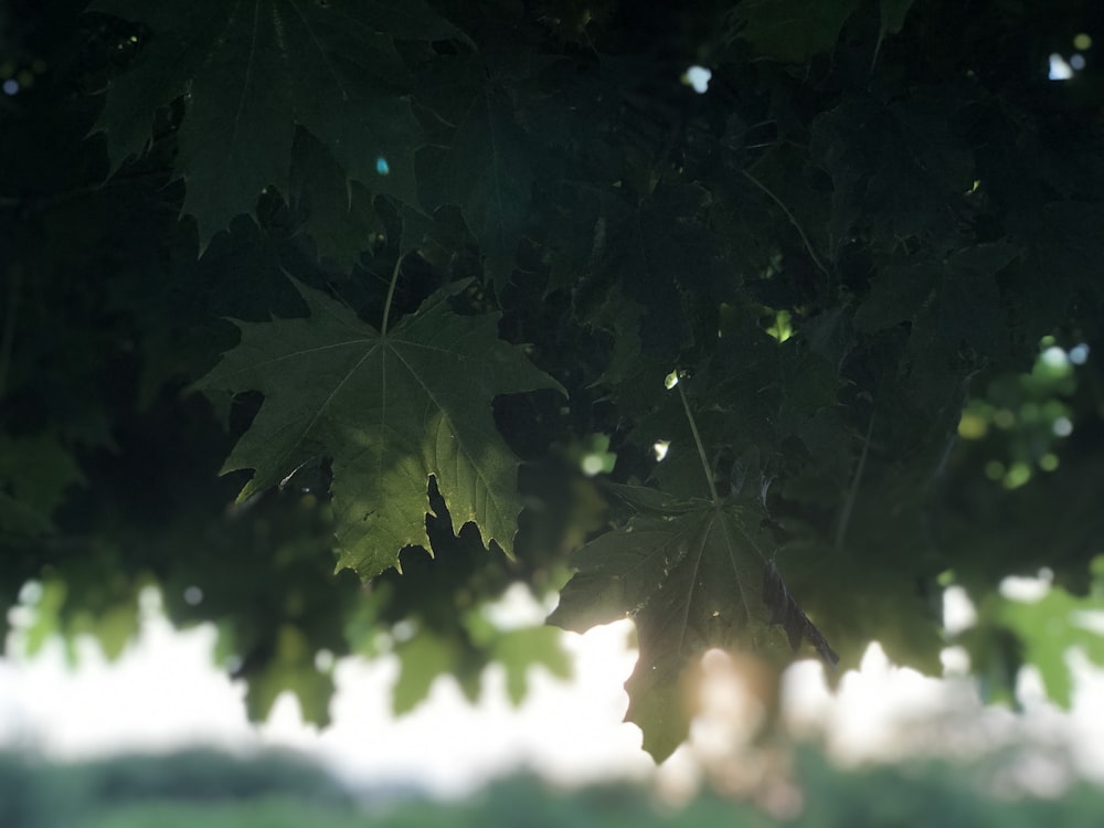 green leaves during day time