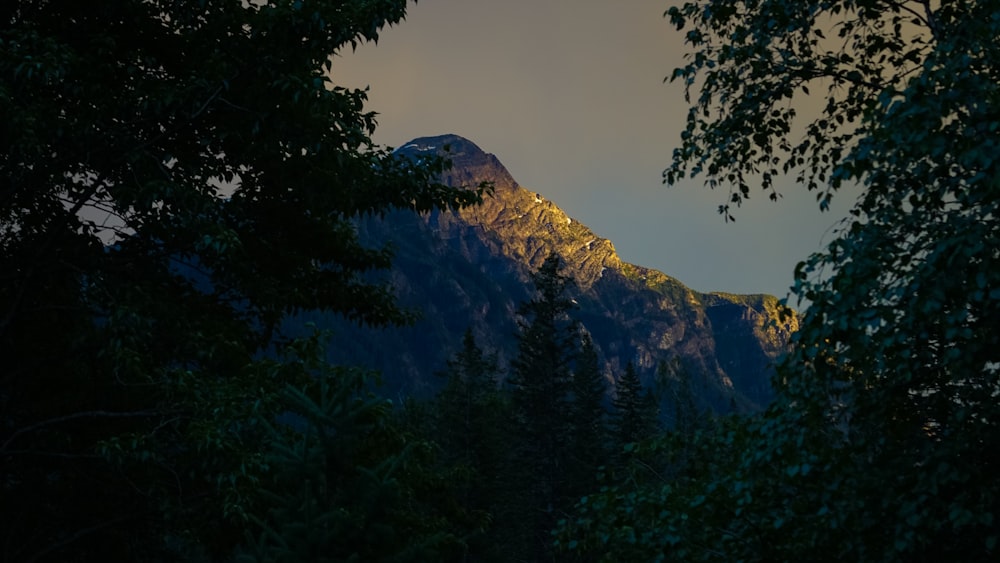 green trees near mountain during daytime