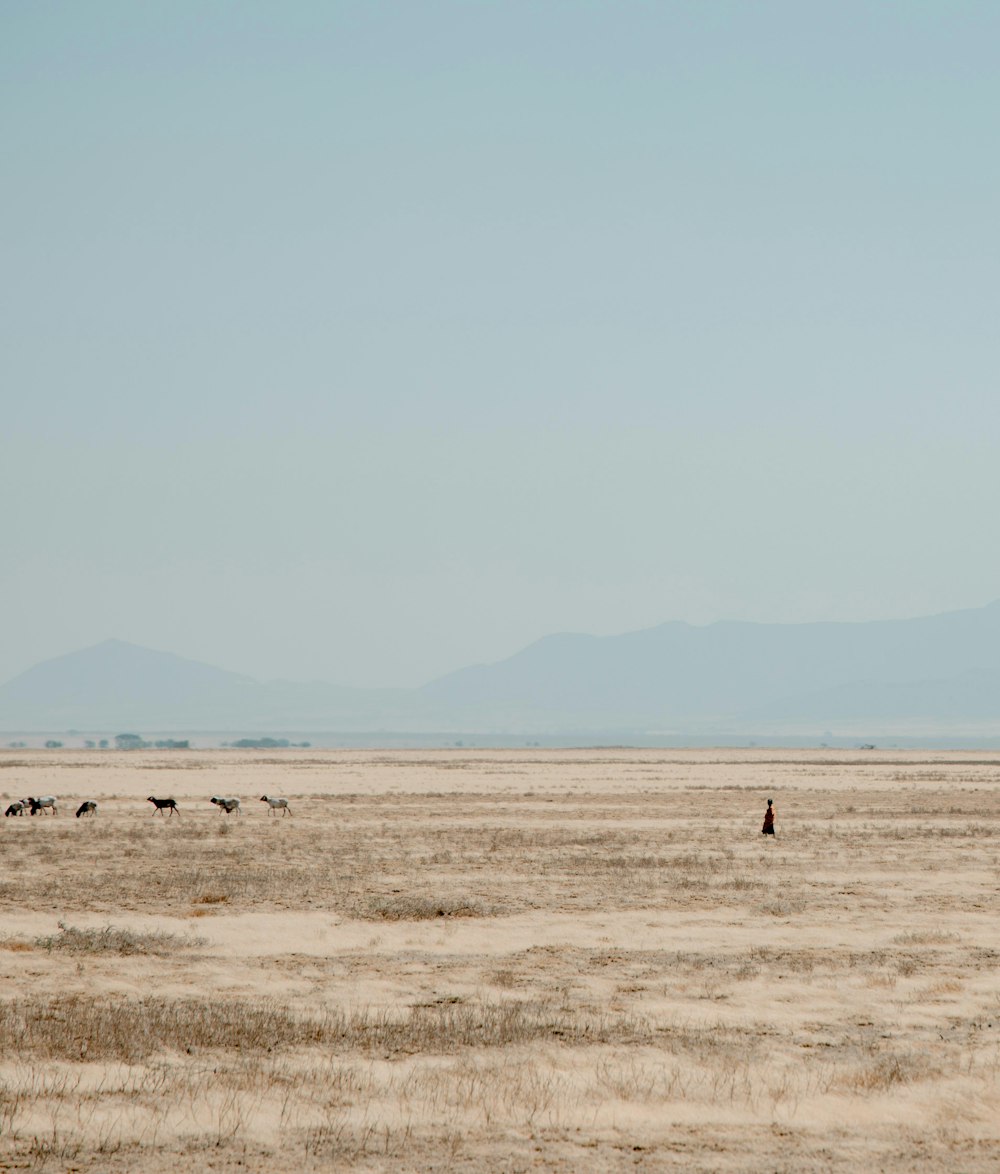 brown field under blue sky during daytime