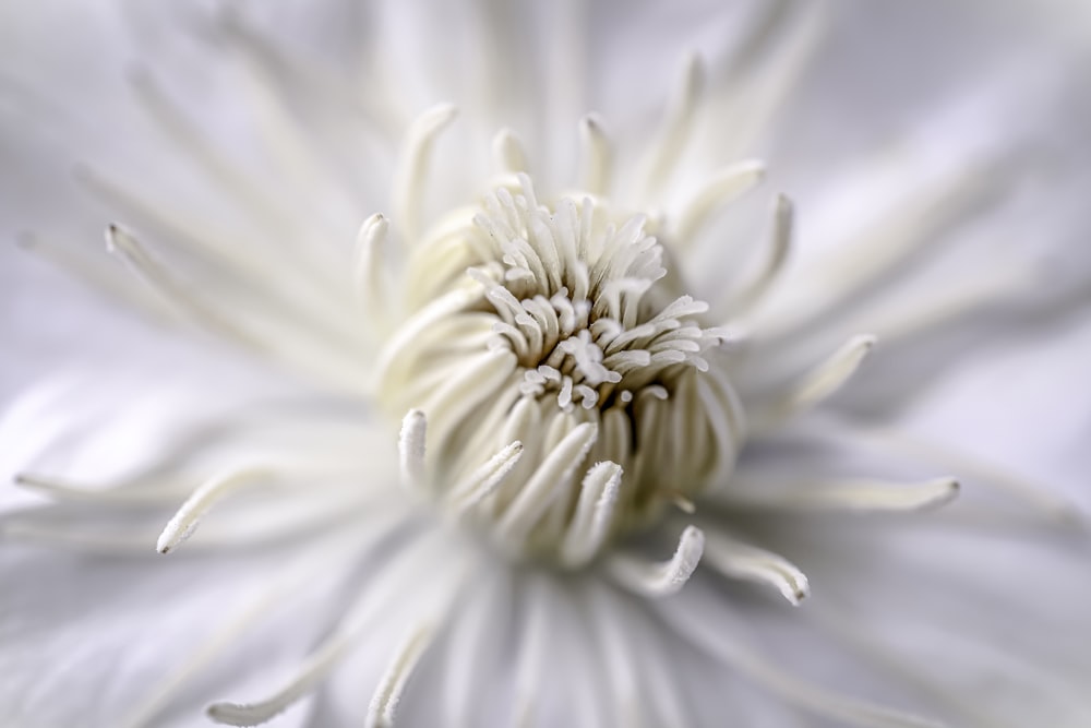 Weiße Blume in Makroaufnahme