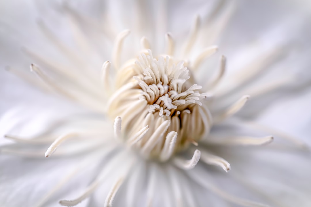 white flower in macro shot