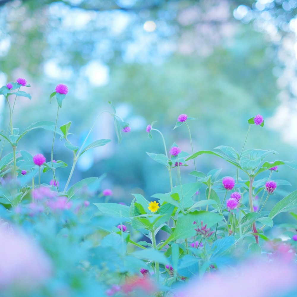 ピンクの花に緑の葉