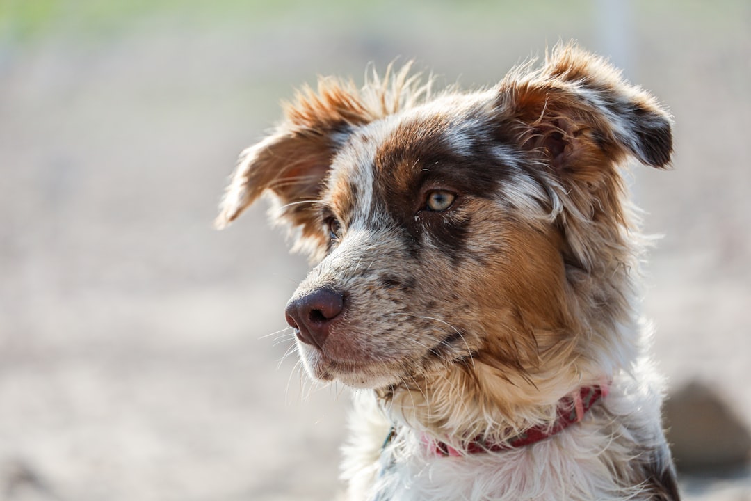 brown and white long coated dog