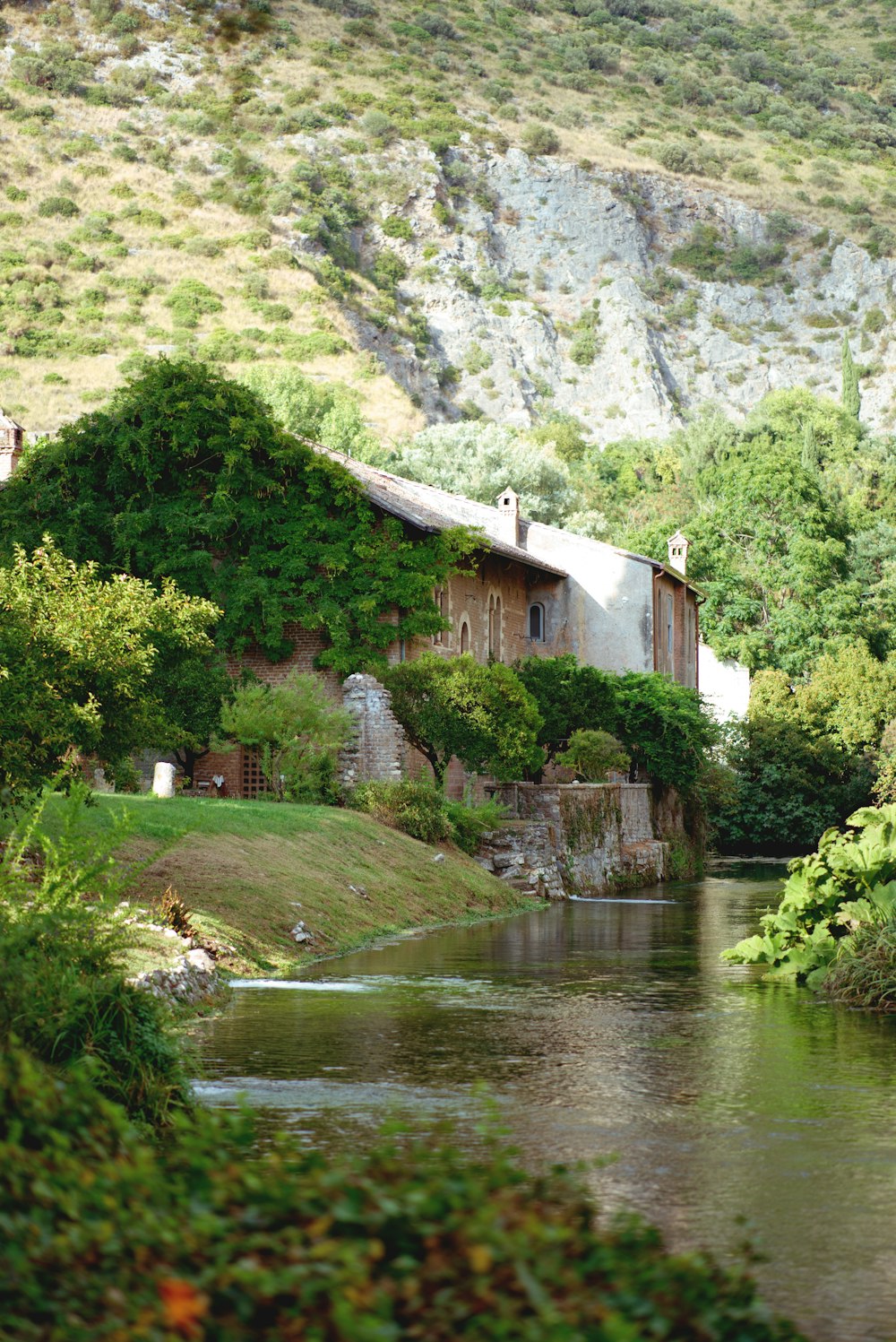 green trees beside river during daytime