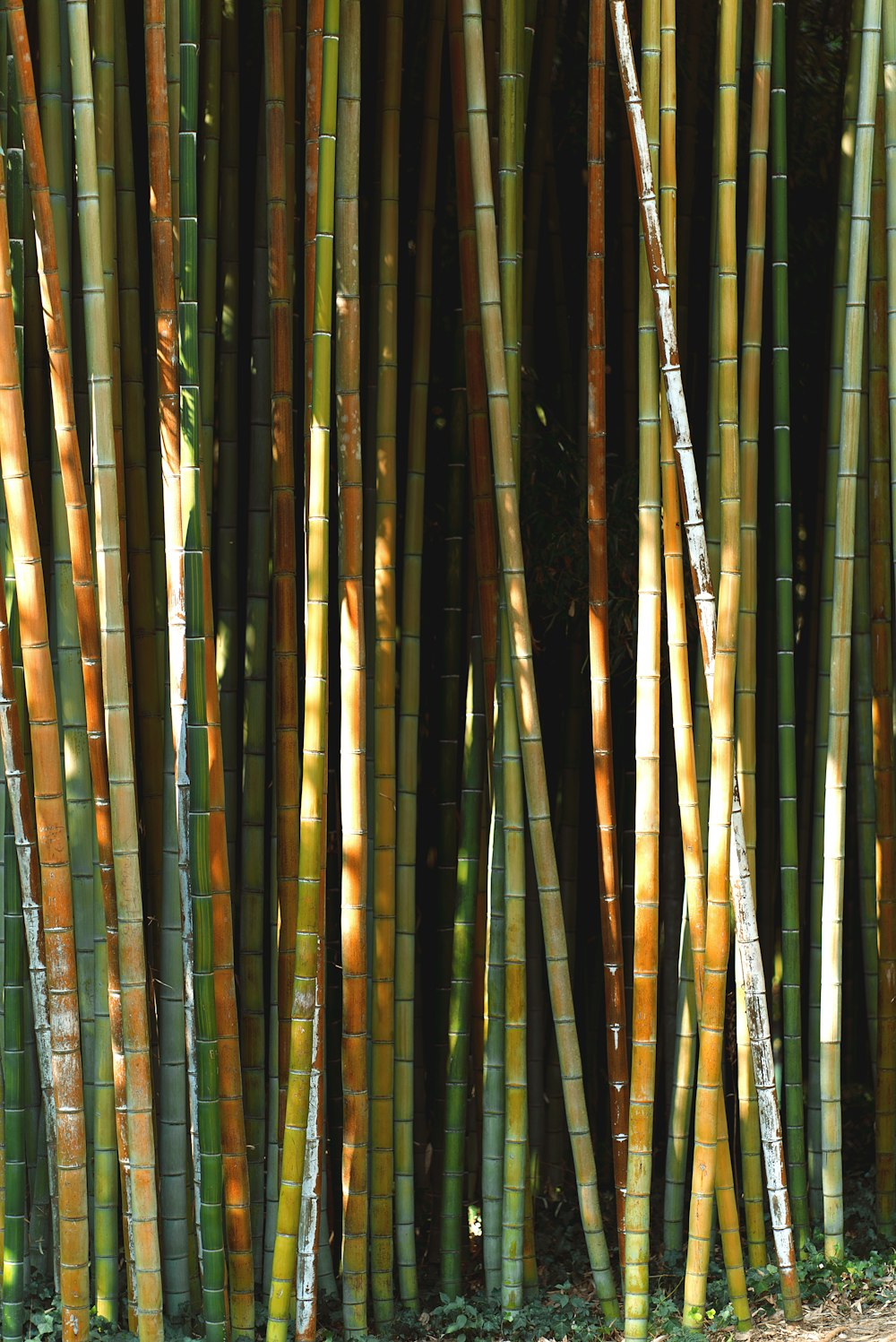 brown and green bamboo sticks