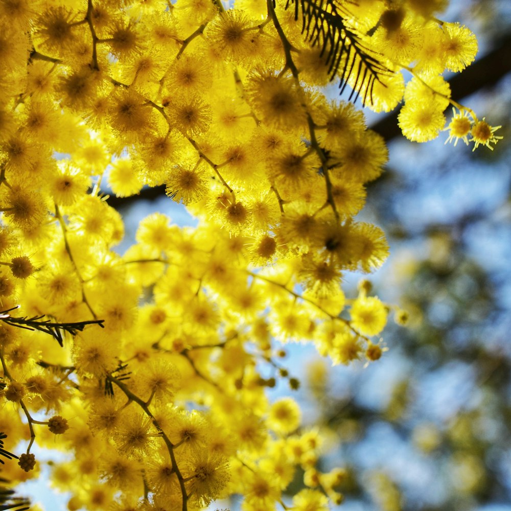 árbol de hoja amarilla durante el día