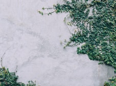 green plant on white wall