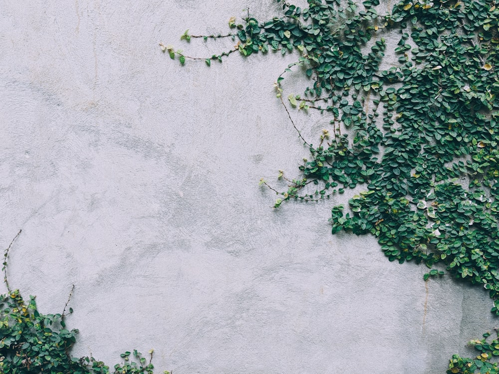 Planta verde en pared blanca