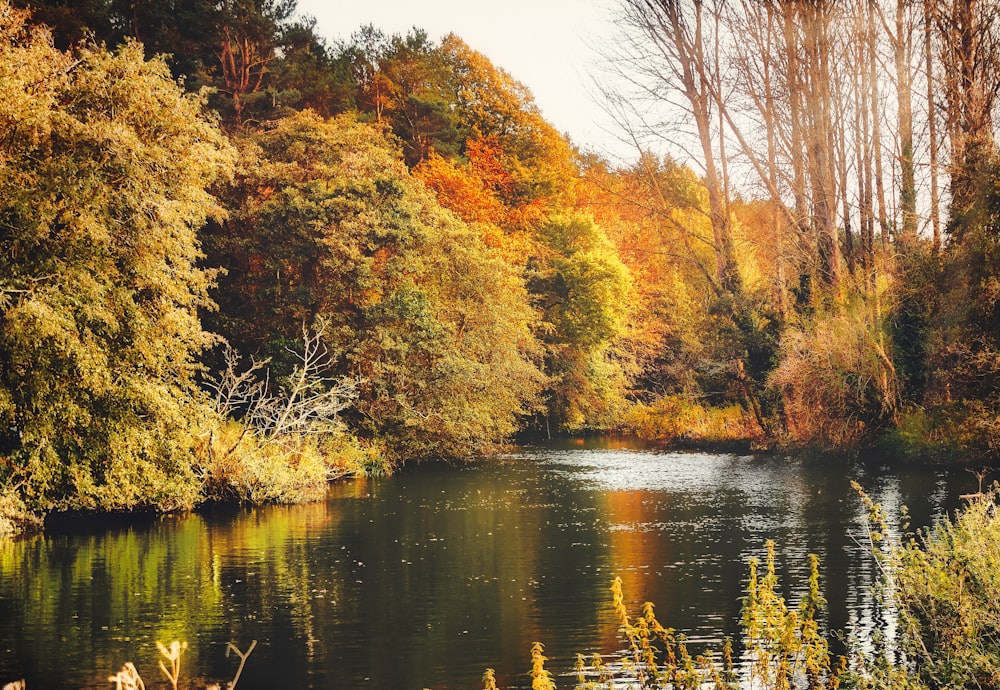 brown and green trees beside river during daytime