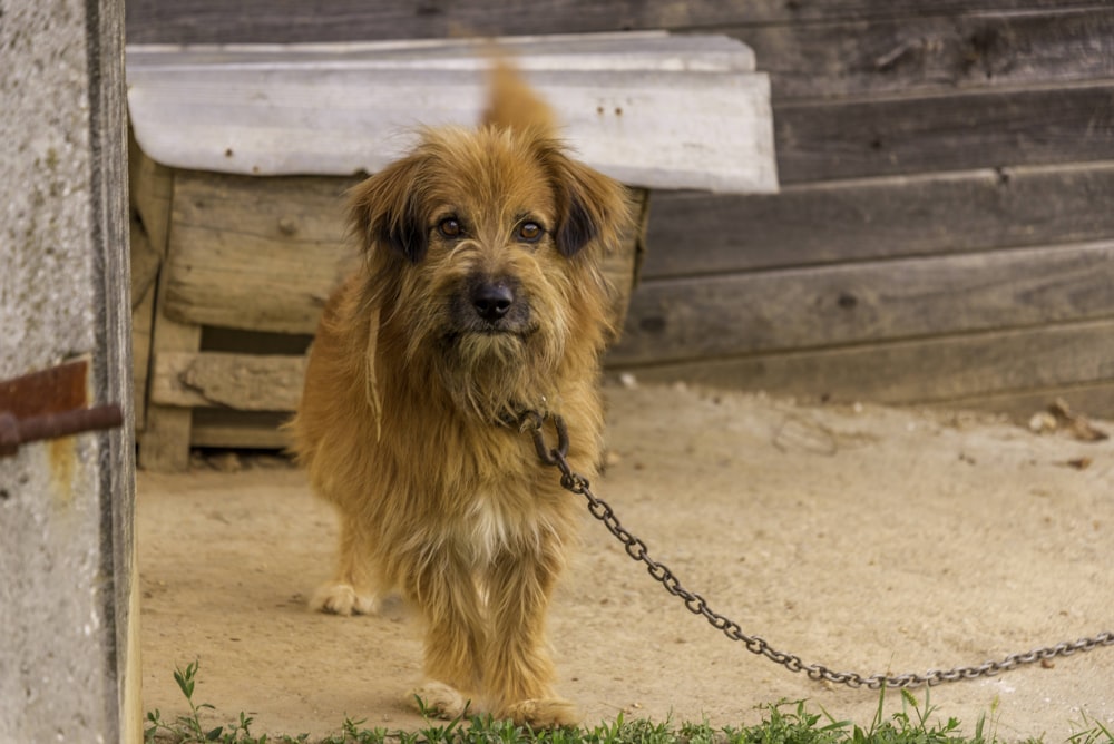 brown long coat small dog