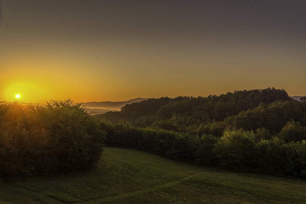 green grass field near green trees during sunset