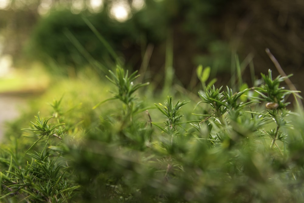 Hierba verde en la fotografía de primer plano